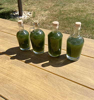 Liqueur de verveine maison